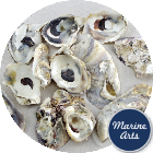 Sea Washed - Oyster Shells - Project Pack